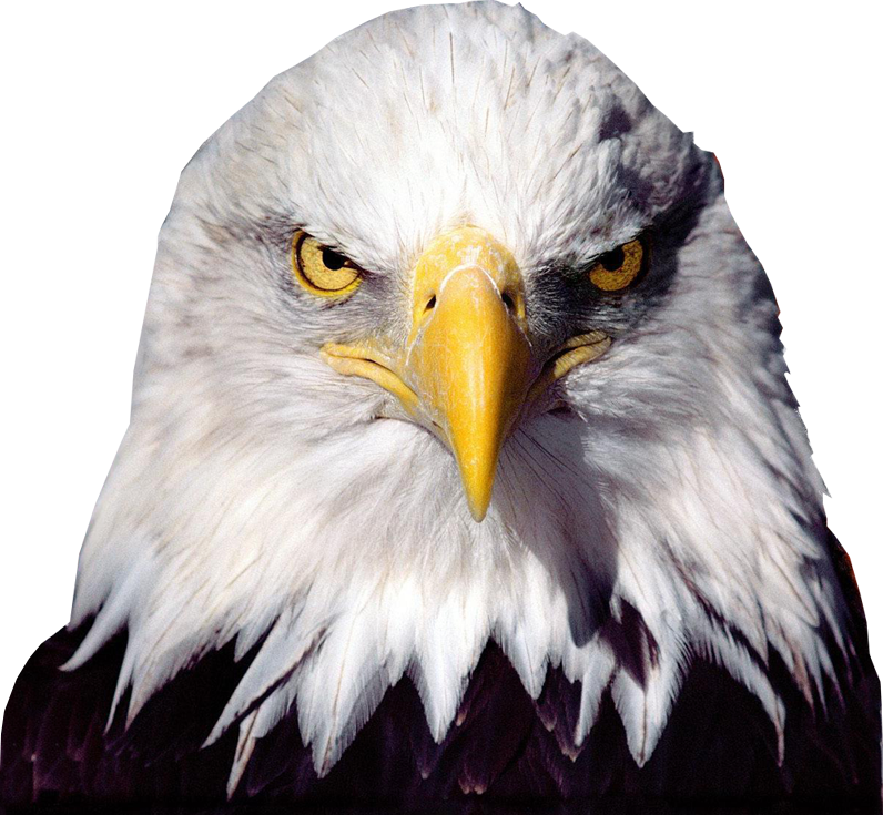 Bald Eagle Transparent Background SVG Clip arts