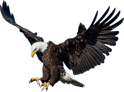 Bald Eagle Transparent Images PNG SVG Clip arts