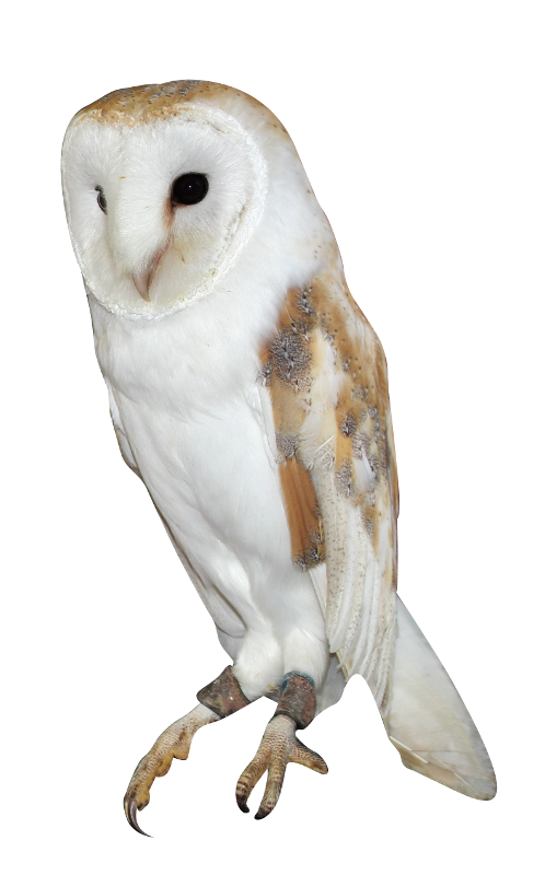 Barn Owl PNG Background Image PNG, SVG Clip art for Web - Download Clip
