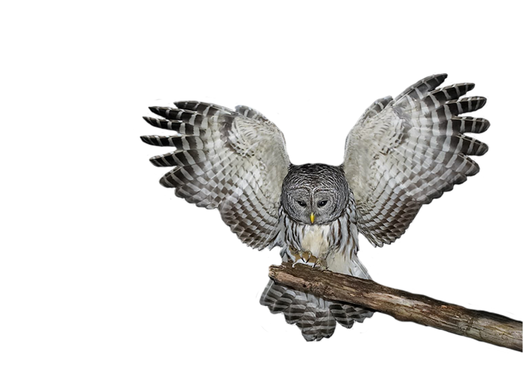 Barn Owl PNG Photos PNG, SVG Clip art for Web - Download Clip Art, PNG