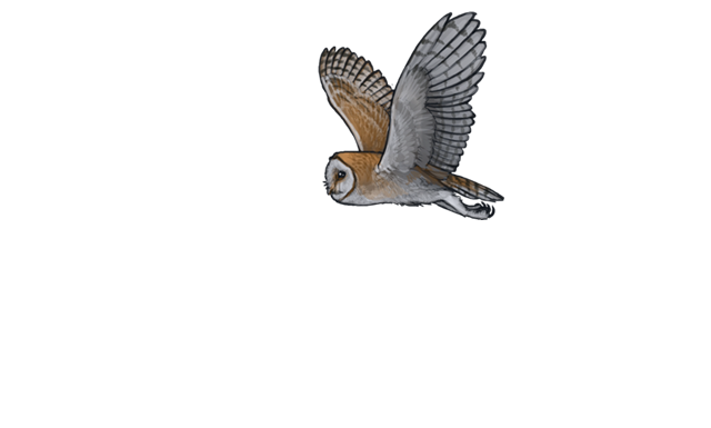 Barn Owl PNG Pic SVG Clip arts