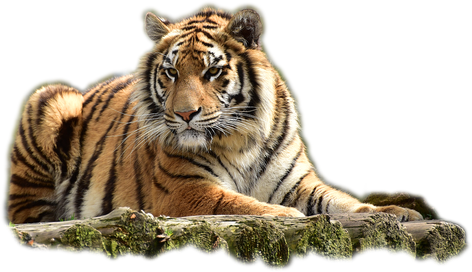 Bengal Tiger PNG Image PNG, SVG Clip art for Web - Download Clip Art