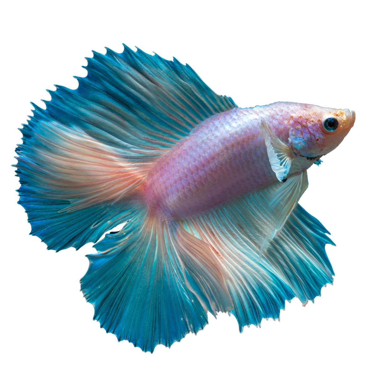 Download Betta Png Clipart Png Svg Clip Art For Web Download Clip Art Png Icon Arts