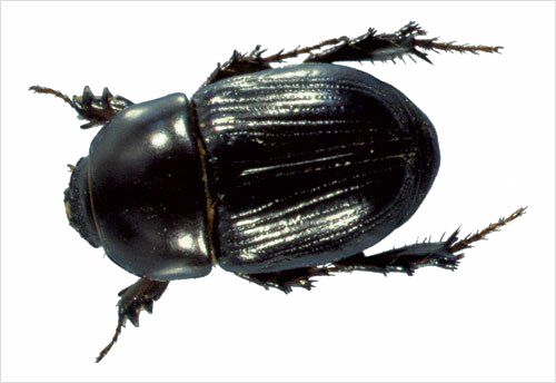 Black Beetle PNG Picture SVG Clip arts