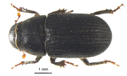 Black Beetle Transparent Background SVG file
