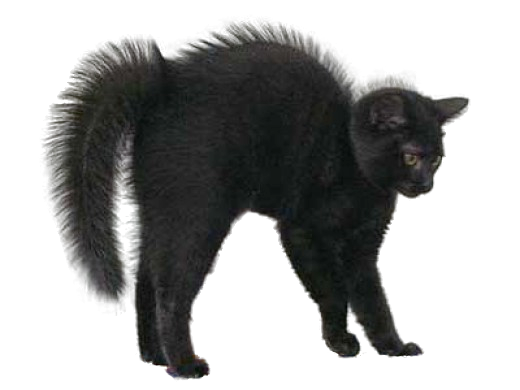 Black Cat PNG Image SVG Clip arts