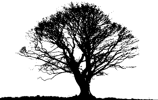 Black Tree PNG Photos PNG, SVG Clip art for Web - Download Clip Art