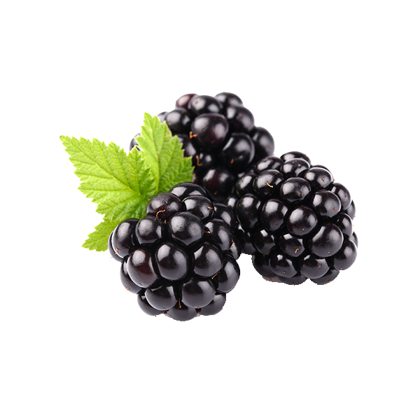 Free Free Blackberry Fruit Svg 541 SVG PNG EPS DXF File