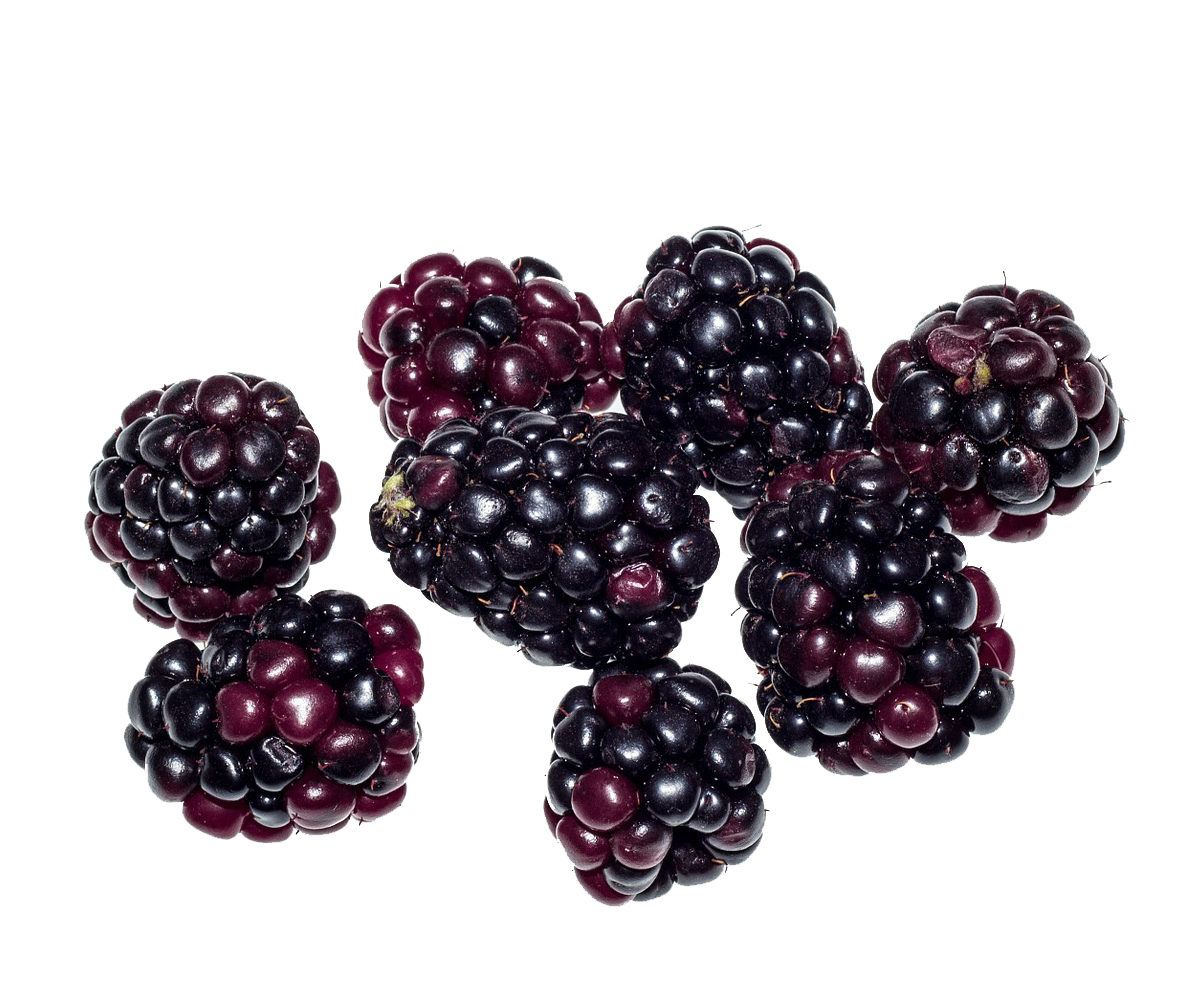 Free Free Blackberry Fruit Svg 271 SVG PNG EPS DXF File