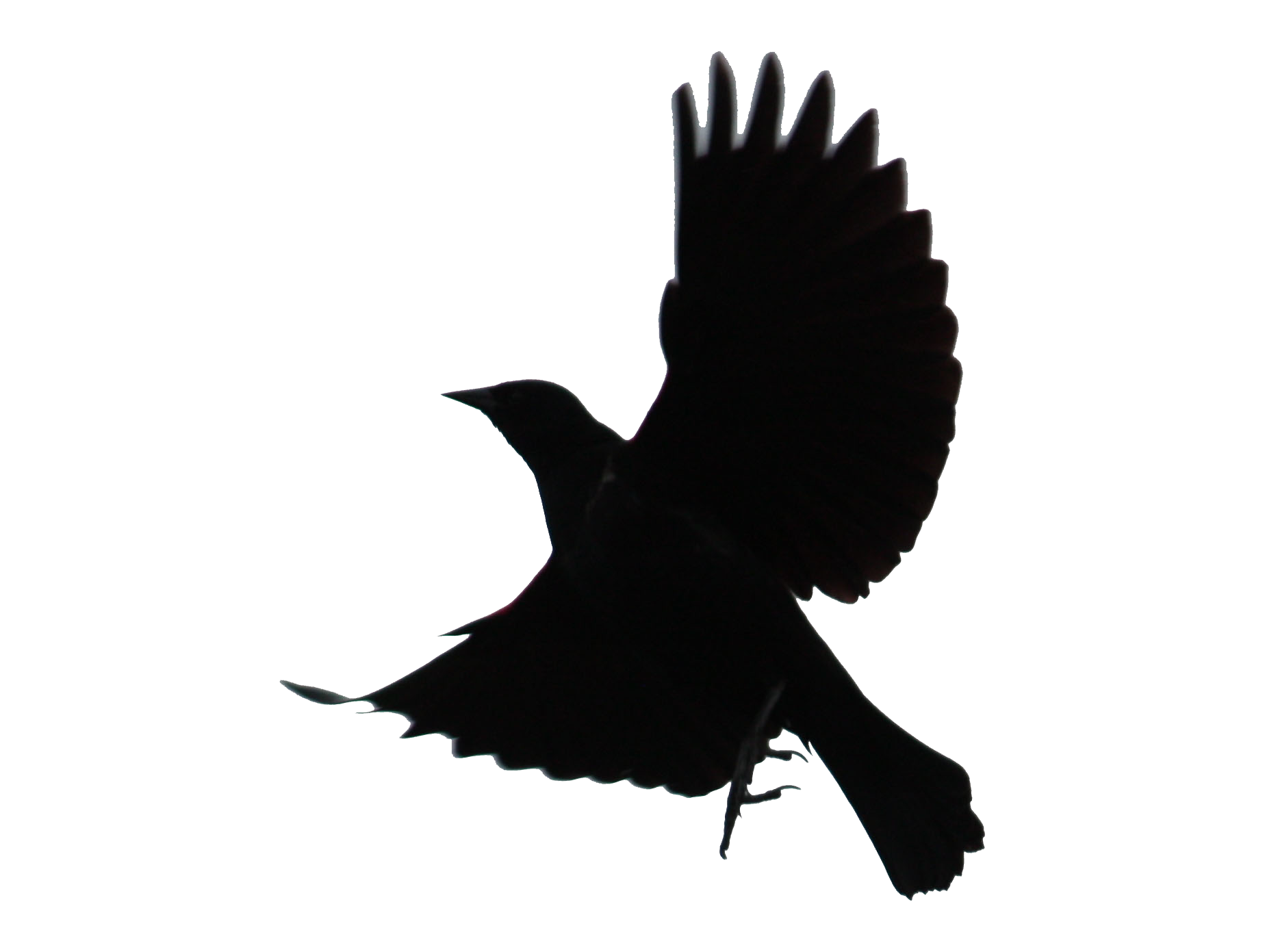 Blackbird PNG Transparent SVG Clip arts. 