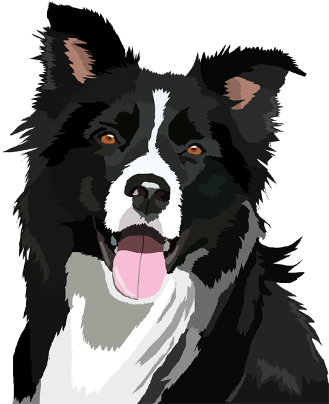 Download Border Collie PNG File PNG, SVG Clip art for Web ...