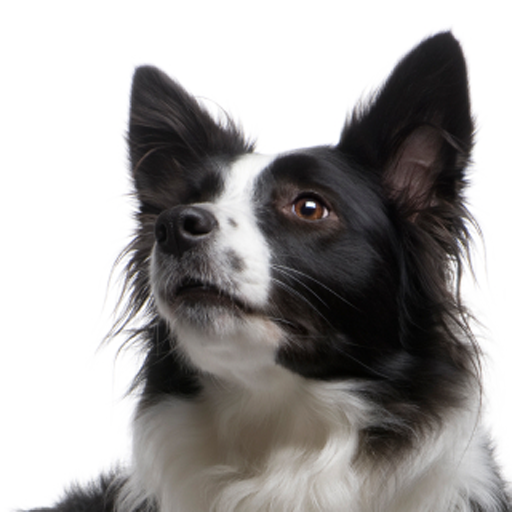 Download Border Collie Transparent PNG PNG, SVG Clip art for Web ...
