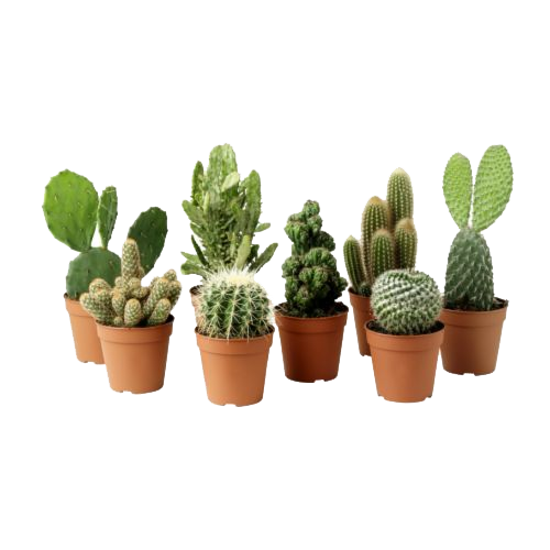 Cactus Plant PNG Clipart SVG Clip arts