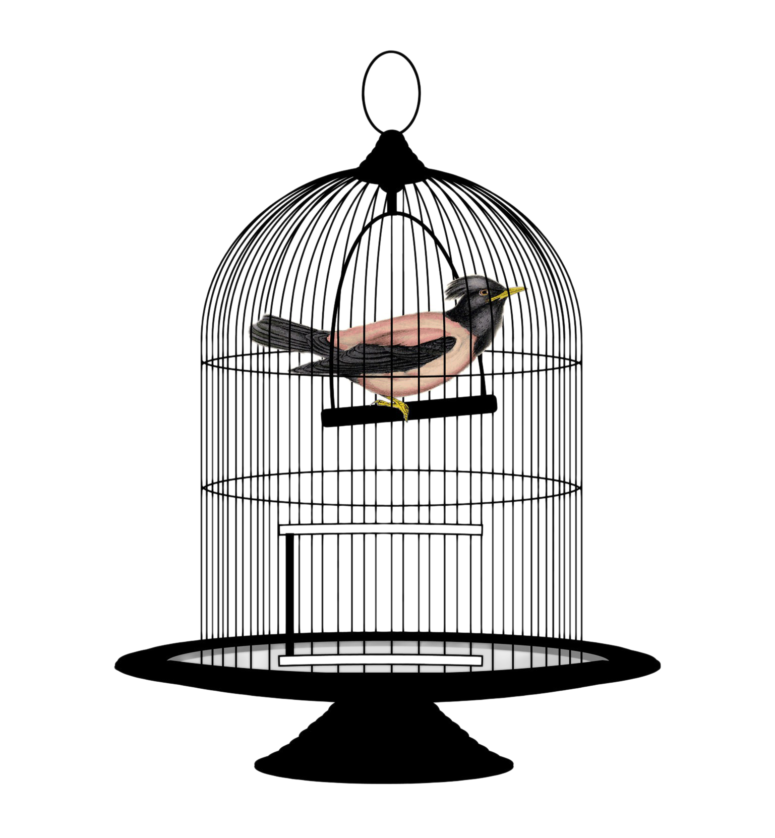Caged Bird PNG Free Download PNG, SVG Clip art for  Download Clip