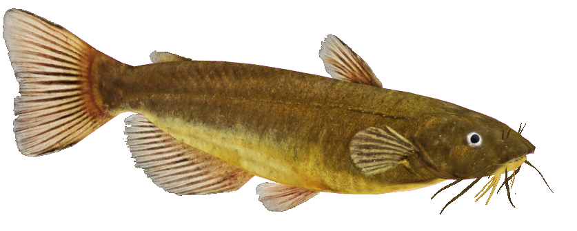 Download Catfish PNG Image PNG, SVG Clip art for Web - Download ...