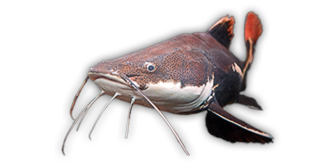 Catfish PNG Photos PNG, SVG Clip art for Web - Download ...