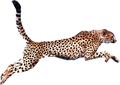 Cheetah PNG Pic SVG Clip arts