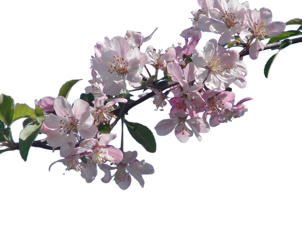 Cherry Blossom PNG File SVG Clip arts