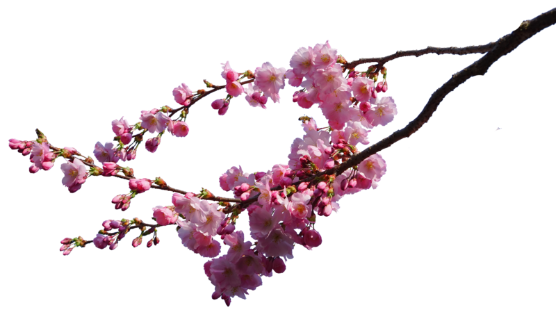 Cherry Blossom PNG Image SVG Clip arts