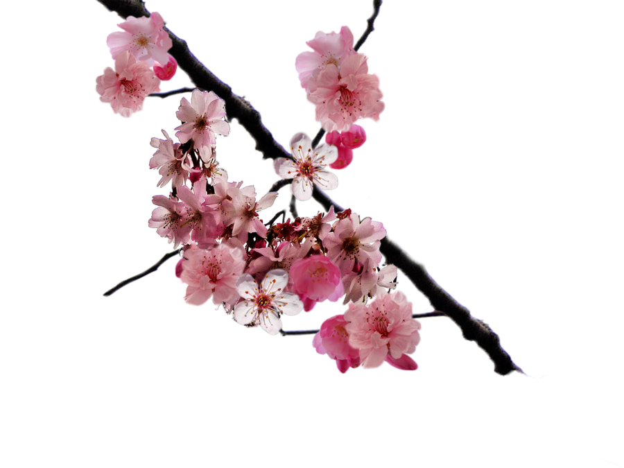 Cherry Blossom SVG Clip arts