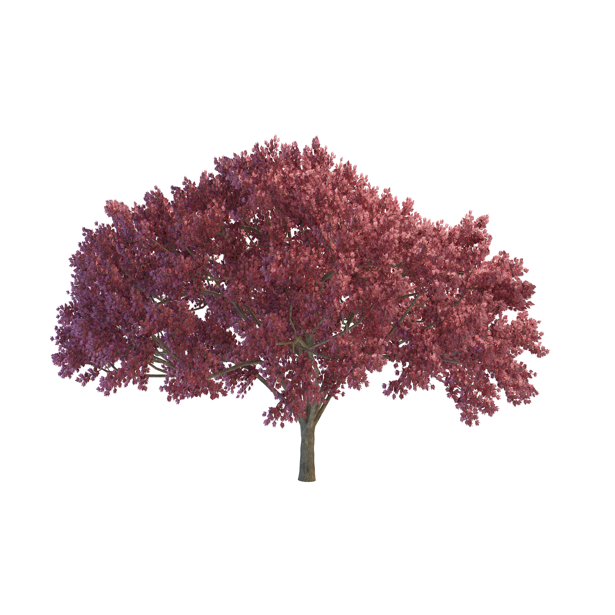 Cherry Tree PNG File SVG Clip arts