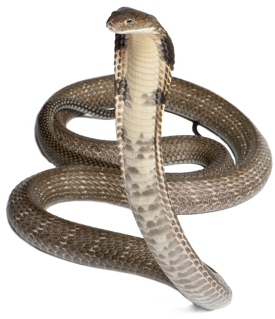 Viper Snake Png