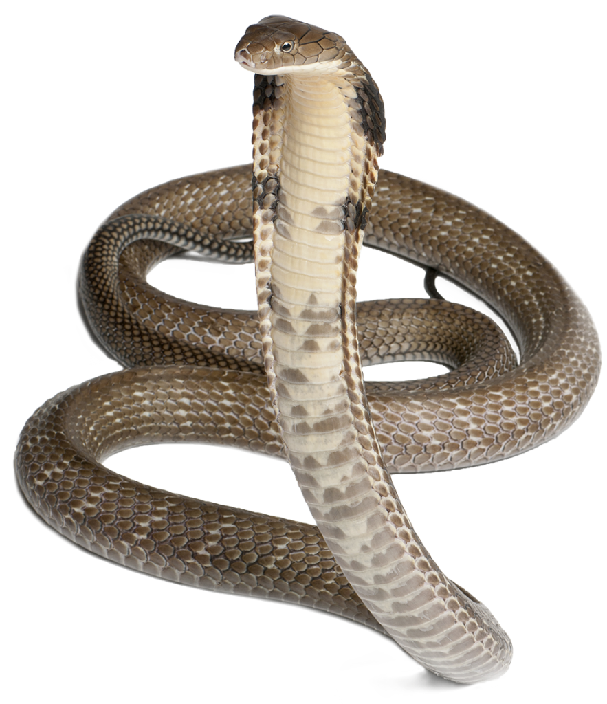Cobra Snake PNG Pic PNG, SVG Clip art for Web - Download Clip Art, PNG