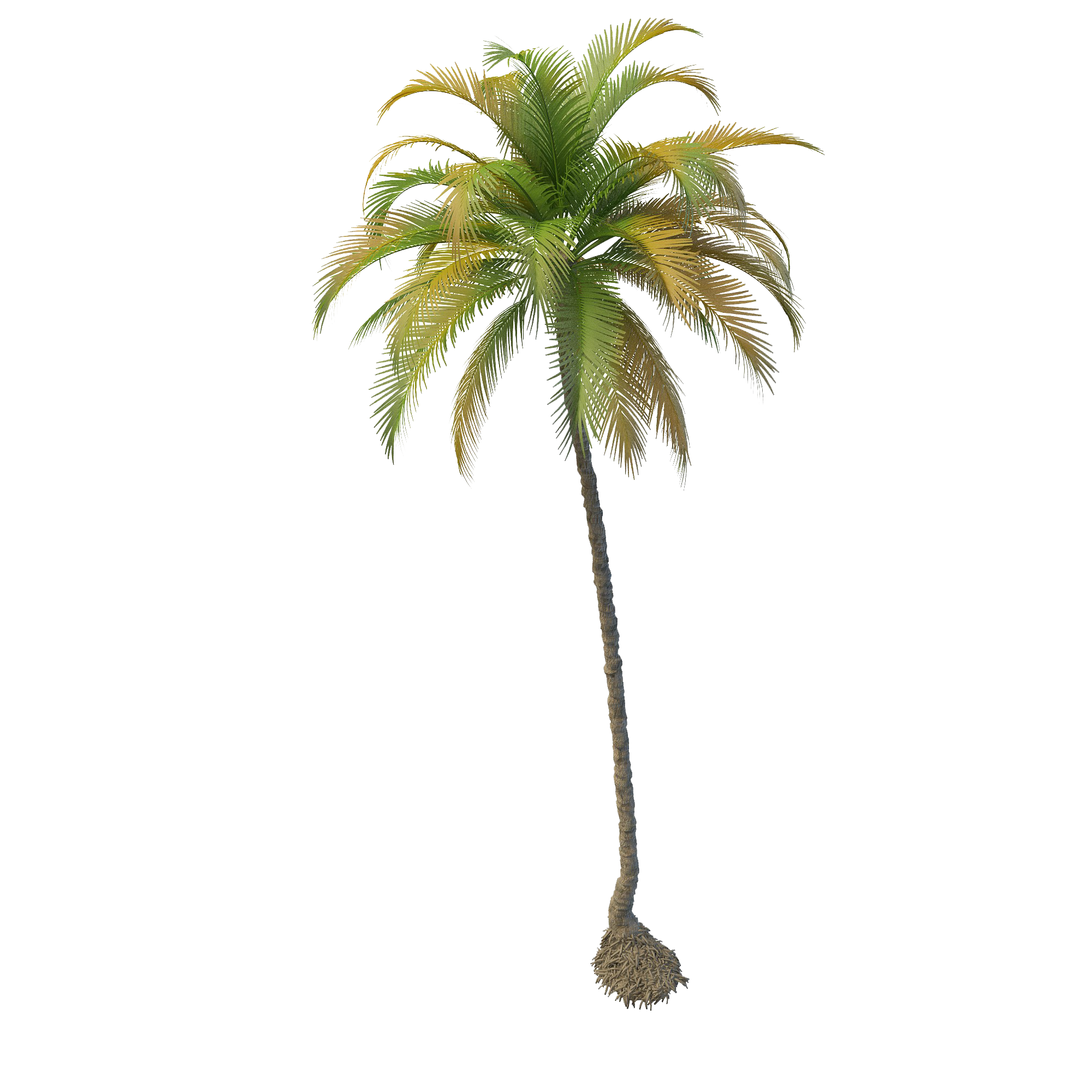 Coconut Tree PNG File SVG Clip arts