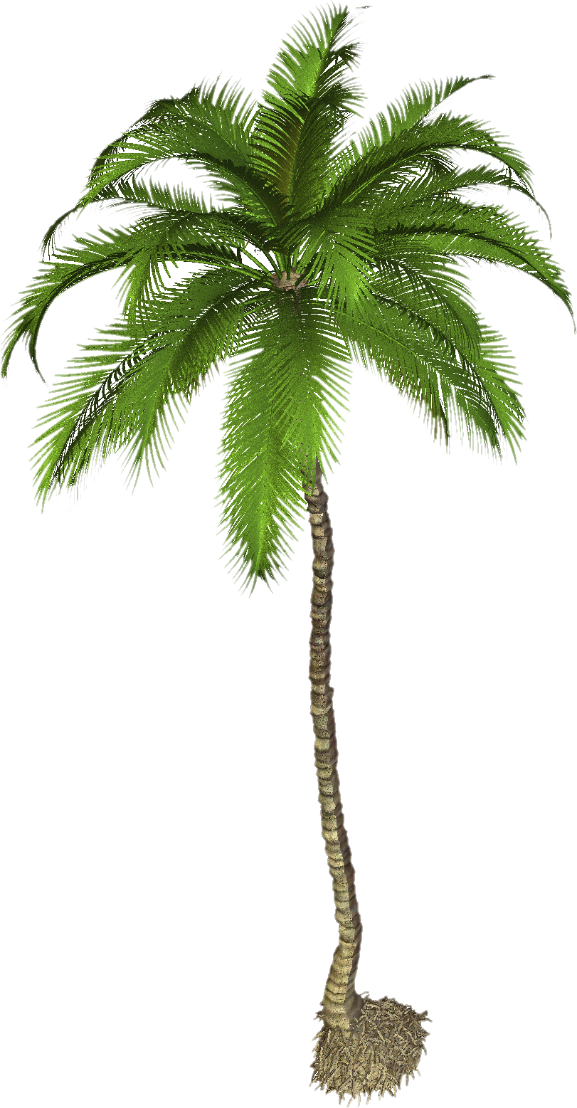 Coconut Tree PNG Photo SVG Clip arts