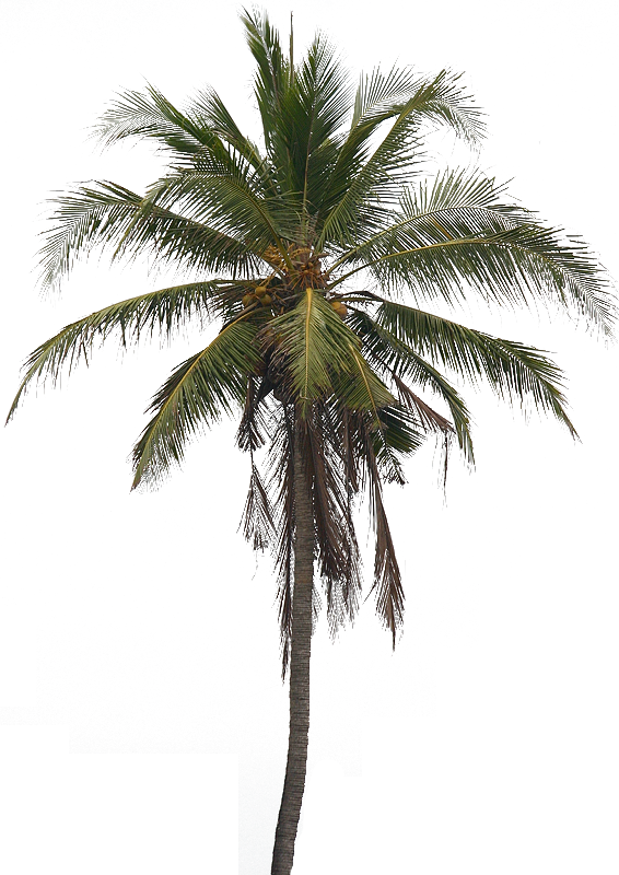 Coconut Tree PNG Pic SVG Clip arts