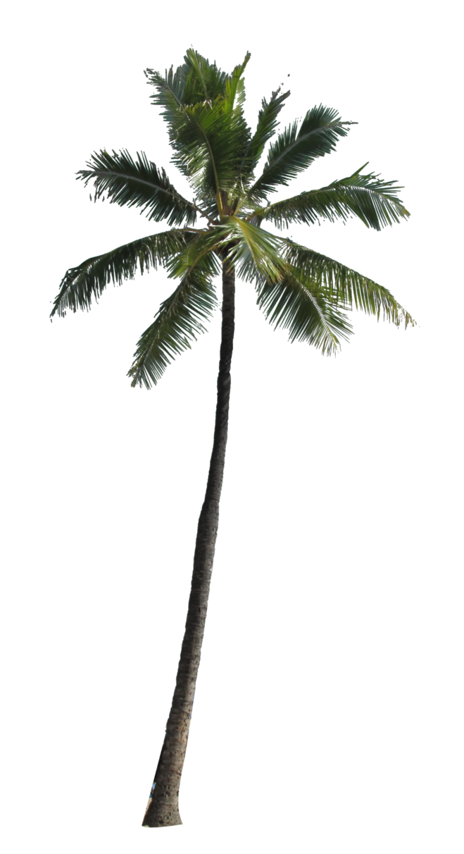 Coconut Tree PNG Picture SVG Clip arts