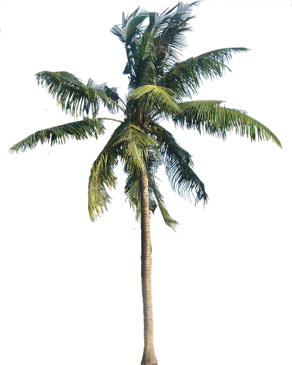 Coconut Tree Transparent PNG SVG Clip arts