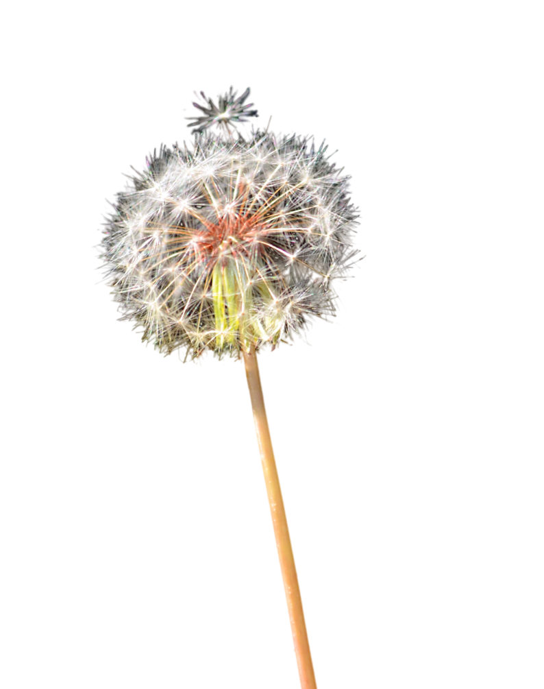 Download Colored Dandelion PNG Clipart PNG, SVG Clip art for Web ...
