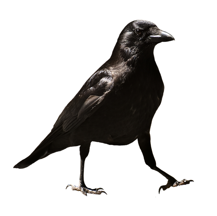 Common Raven PNG HD PNG, SVG Clip art for Web - Download Clip Art, PNG