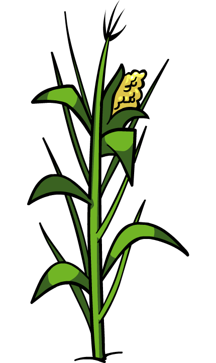 Corn Plant PNG File PNG, SVG Clip art for Web - Download ...
