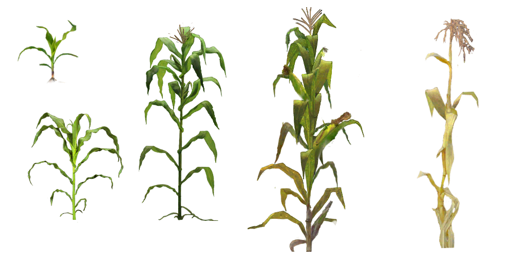 Corn Plant PNG, SVG Clip art for Web Download Clip Art
