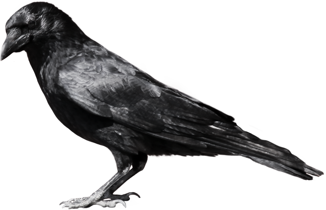 Png pics. Отрисовка ворона. Грач анимация. Ворона сидит на прозрачном фоне. Анимированные Грачи на прозрачном фоне.