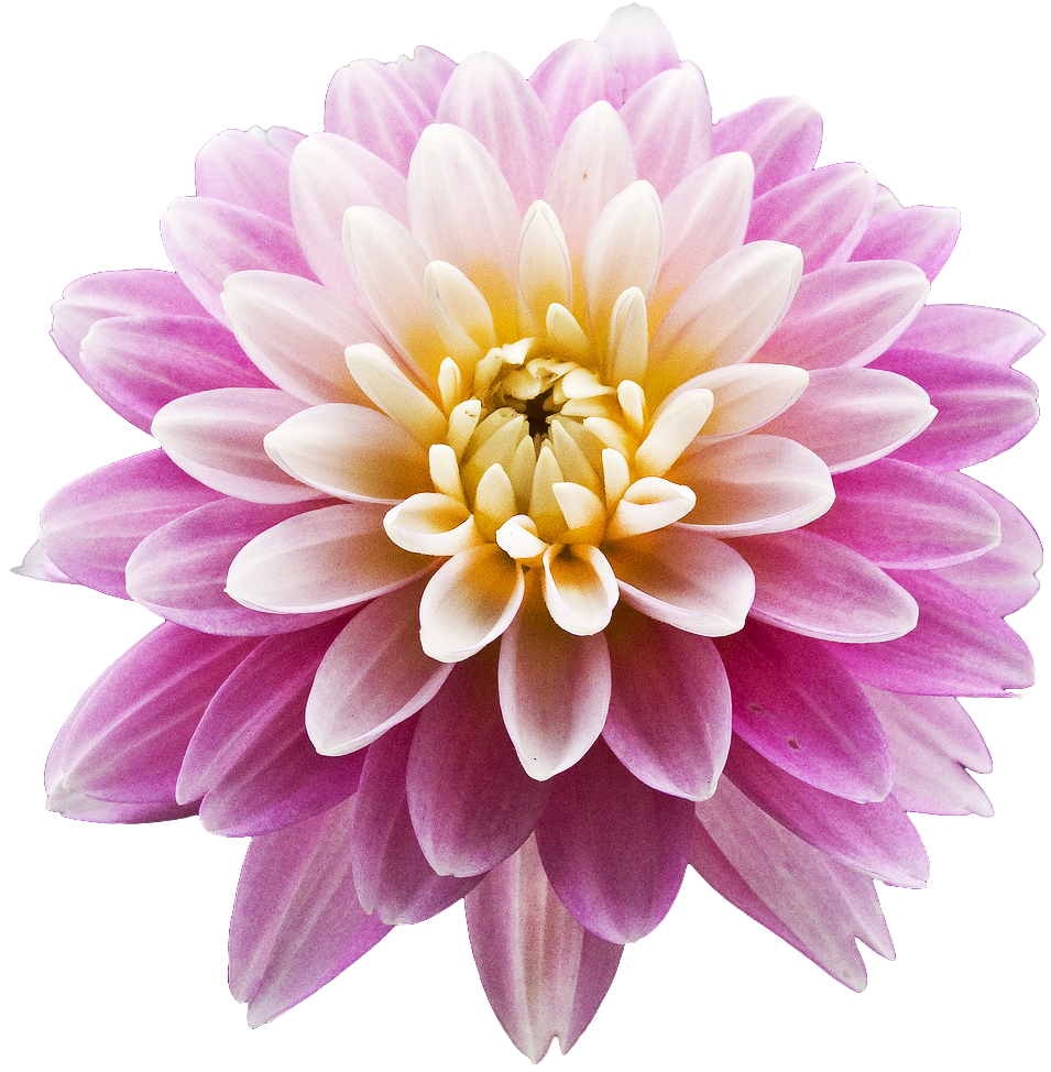 Free Free Dahlia Flower Svg Free 823 SVG PNG EPS DXF File