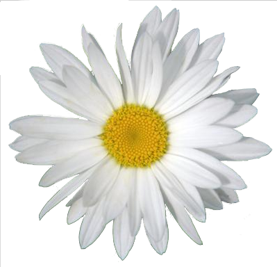 Download Daisy PNG Clipart PNG, SVG Clip art for Web - Download Clip Art, PNG Icon Arts