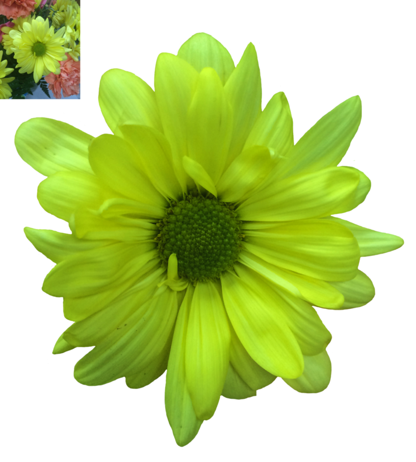 Download Daisy Transparent PNG PNG, SVG Clip art for Web - Download Clip Art, PNG Icon Arts