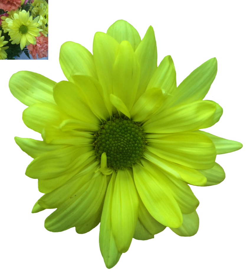 Daisy Transparent PNG PNG, SVG Clip art for Web - Download Clip Art