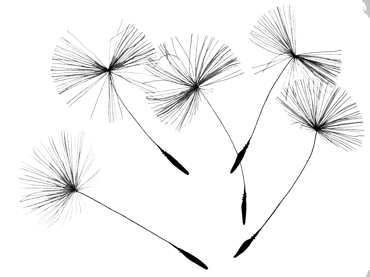 Download Dandelion PNG Photo PNG, SVG Clip art for Web - Download ...