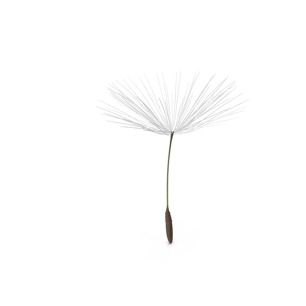 Download Dandelion PNG Pic PNG, SVG Clip art for Web - Download ...