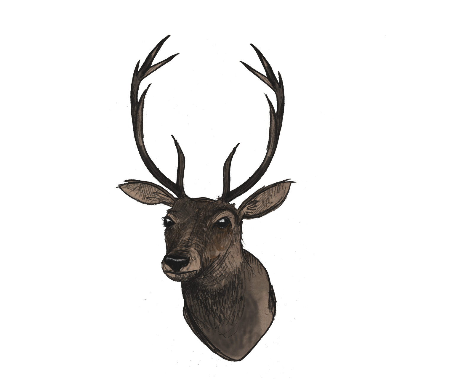 Download Deer Head PNG File PNG, SVG Clip art for Web - Download ...