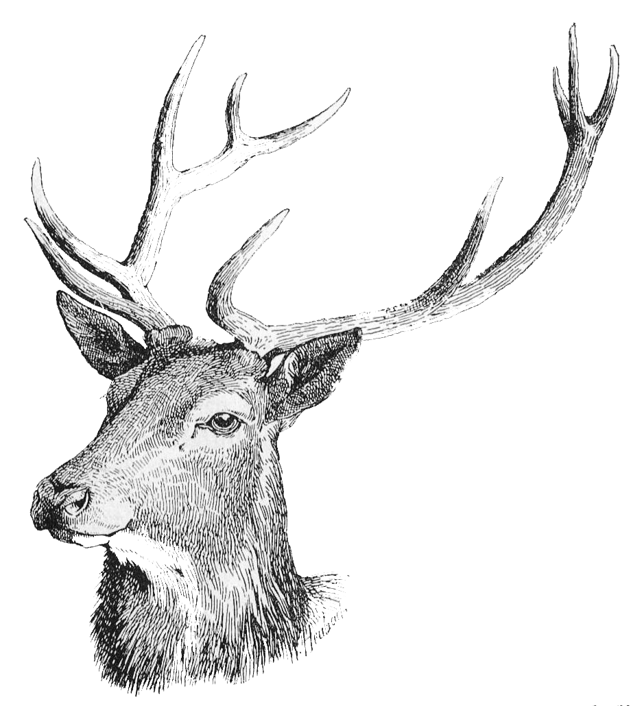 Download Deer Head PNG Free Download PNG, SVG Clip art for Web.
