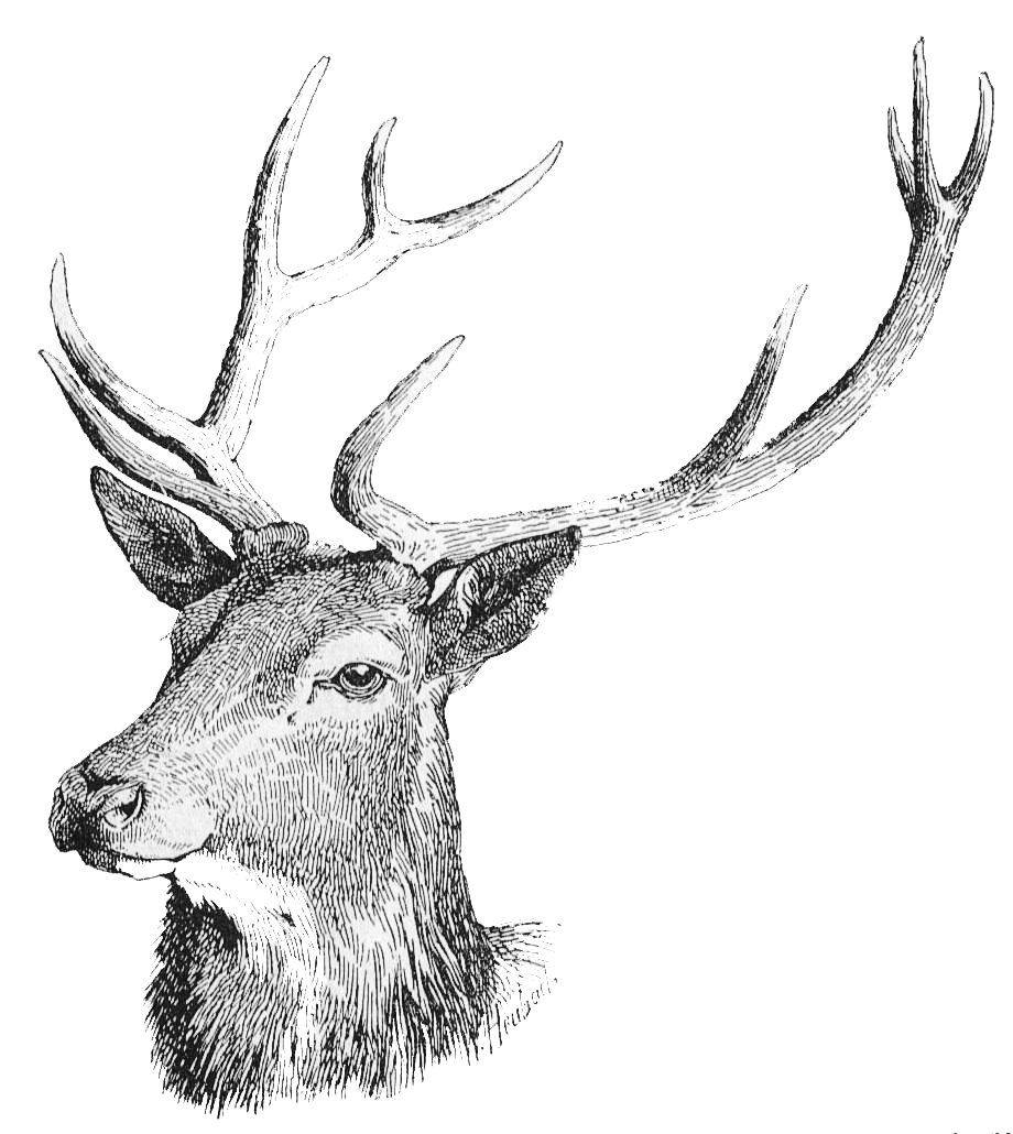 Download Deer Head PNG Free Download PNG, SVG Clip art for Web ...