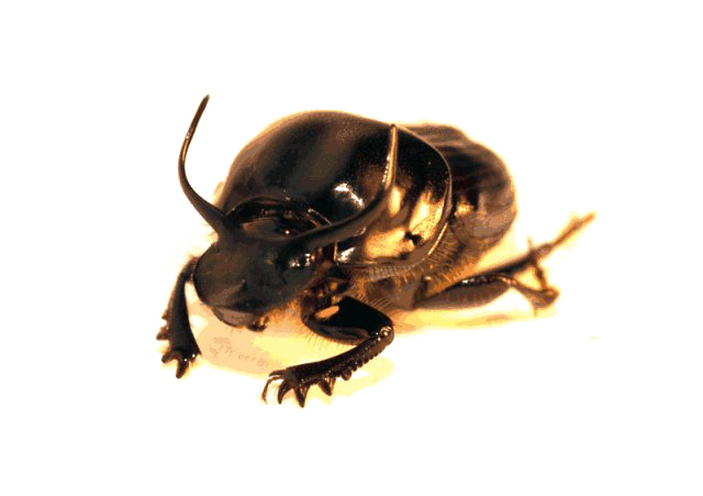 Dung Beetle PNG Clipart SVG file