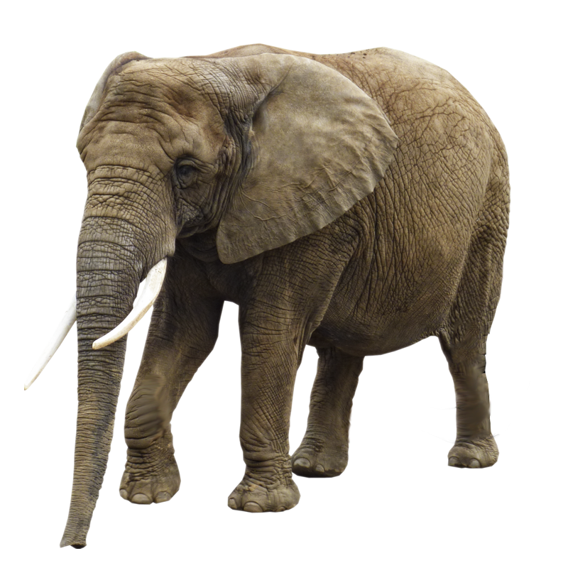 Elephant PNG Transparent Image SVG Clip arts