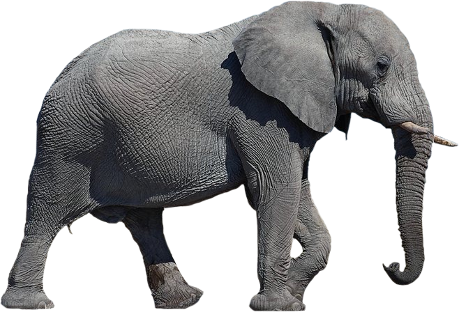 Elephant Transparent Background SVG Clip arts
