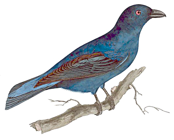 Fairy Bird PNG Image SVG Clip arts